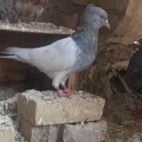 کبوتر کله صابونی