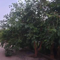 فروش-زمین-کشاورزی