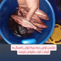 کاس کولی شور