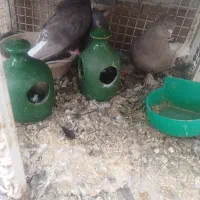 کفتر بهبهانی|پرنده|شیراز, شریفآباد|دیوار