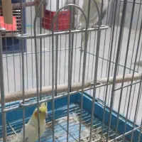 عروس هلندی مولد با دوتا جوجه بزرگ|پرنده|نورآباد, |دیوار