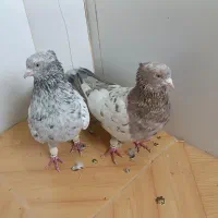 انواع‌کبوتر،کله‌زرد.کله‌دم‌قرمز.هفت‌رنگ.دم‌سفید