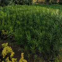 خرزهره ،میخک،مینیاتوری،شمشادطلایی،کاج|خدمات باغبانی و درختکاری|چابکسر, |دیوار