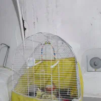قفس عروس هلندی|لوازم جانبی حیوانات|پیرانشهر, |دیوار