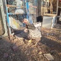 مرغ و خروس ویاندوت|حیوانات مزرعه|شیراز, رکنآباد|دیوار