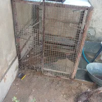 قفس گنجه|لوازم جانبی حیوانات|شیراز, گلشن|دیوار