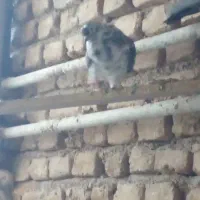 کبوتر تهرانی پرشی|پرنده|محمدشهر, همایون ویلا|دیوار