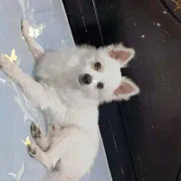 سگ ‌پامر اشپیز نر