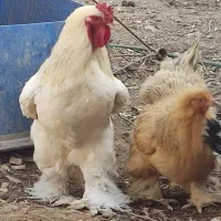 خروس برهما