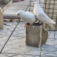 جفت سفید نرچشم زرد ماده چشم سفید