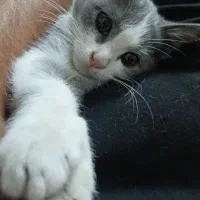 واگذاری گربه 4 ماهه