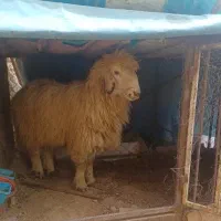 بره نر فروشی