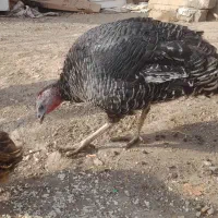 بوقلمونماده|حیوانات مزرعه|دماوند, دماوند|دیوار