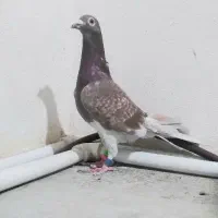 کبوتر قورگی مسابقه رفته