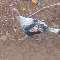 بوقلمون درجه یک|حیوانات مزرعه|کوهرنگ, |دیوار