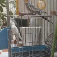 عروس هلندی جفت مولد