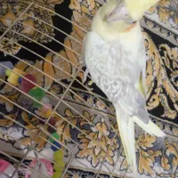 عروس هلندی سخنگو
