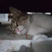 واگذاری گربه|گربه|زاهدان, |دیوار