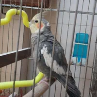 عروس هلندی