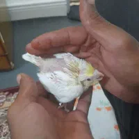 فروشب