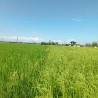 جایگزین تضمینی اوره