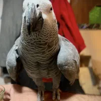 کاسکو نر ۴ساله پر حرف