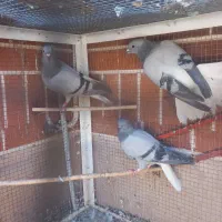 جفت کفتر سبز دم سفید بادوعدد جوجه