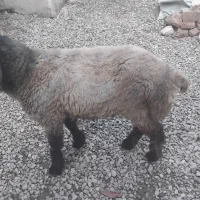 بره‌نر‌سرحال‌بختیاری