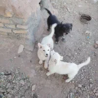 دو عدد سگ نژاد دار پاکوتاه|سگ|مشهد, شهرک ابوذر|دیوار