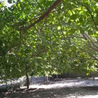 فروش باغ گردو درروستای چنارستان|فروش دفتر صنعتی، کشاورزی، تجاری|بروجرد, |دیوار