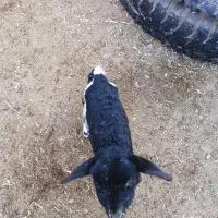 بره شیری ماده