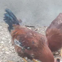 خروس محلی|حیوانات مزرعه|مهریز, |دیوار