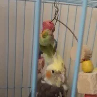 عروس هلندی نر سرحال