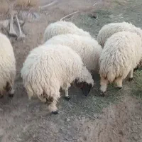 تعداد میش و بره|حیوانات مزرعه|آسمینون, |دیوار