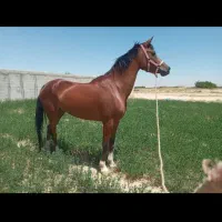 مادیان خالص عرب