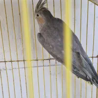 گمشده چاهسالم