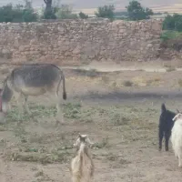 الاغ