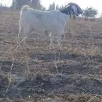 بزعراقی سه ماهه آبستن|حیوانات مزرعه|محمدبار, |دیوار