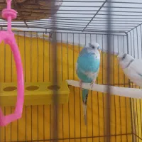 مرغ عشق|پرنده|خرمدره, |دیوار