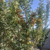 فروش باغ صحرای سفیداب حبیب اباد