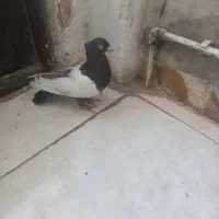 سینه مشکی ماده شاخ دار کاکولی