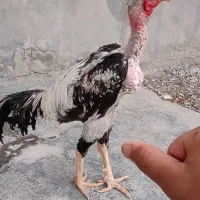 خروس لاری جوجه 9ماه