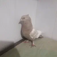 سینه کرمی مرتب|پرنده|شیروان (خراسان), |دیوار