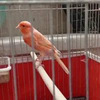 قناری نر مست|پرنده|شیراز, باغشهر اهل بیت|دیوار