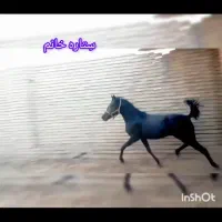 کره مادیان|اسب و تجهیزات اسب‌سواری|فلاورجان, |دیوار