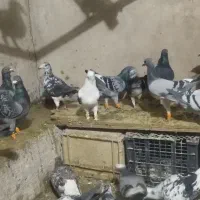 کبوتر