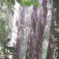 فروش درخت صنوبر