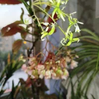 گل و گیاه|گل و گیاه طبیعی|سهند, |دیوار