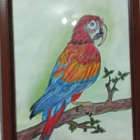 نقاشی مداد رنگی طوطی