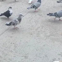 کفتر|پرنده|جلگه رخ, |دیوار